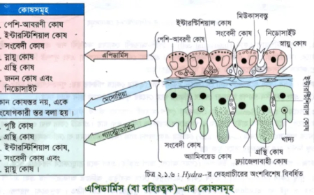 Hydra -র অন্তর্গঠন (Internal Structure of Hydra)