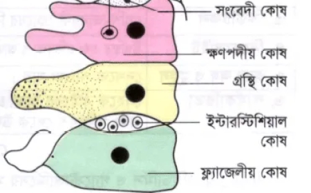 হাইড্রার গ্যাস্ট্রোডার্মিস / হাইড্রার অন্তঃত্বক