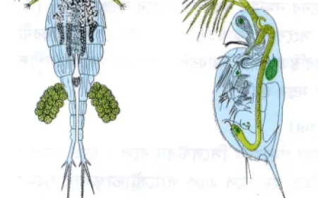 Hydra-র খাদ্য গ্রহণ / হাইড্রার পরিপাক প্রক্রিয়া