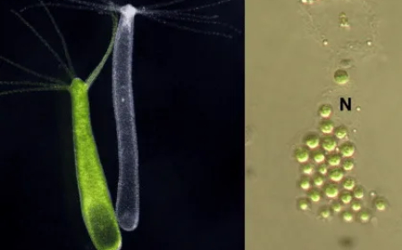 Hydra-য় শ্রমবন্টন / হাইড্রার মিথোজীবীতা Hydra-য় শ্রমবন্টন / হাইড্রার মিথোজীবীতা