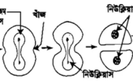 অ্যামাইটোসিস বা প্রত্যক্ষ কোষ বিভাজন / Amitosis or Direct Cell Division / কোষ বিভাজন