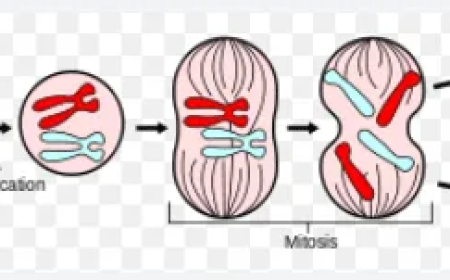 মাইটোসিস বা সমীকরণিক কোষ বিভাজন / Mitosis or Equational Cell Division
