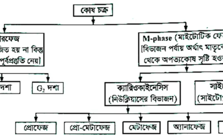 কোষ চক্র ও ইন্টারফেজ (Cell Cycle & Interphase)