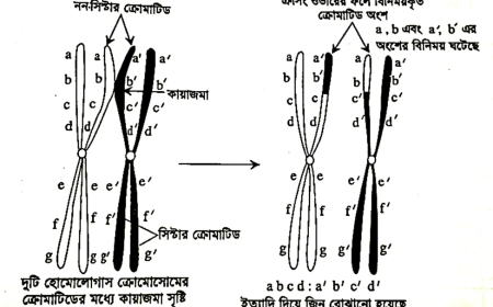 ক্রসিং ওভার (Crossing over)
