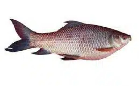 প্রাণীর পরিচিতিঃ রুই মাছ সাজেশন