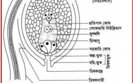 Plant Breeding (উদ্ভিদ প্রজনন)