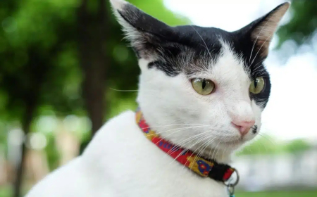 Who will Bell the Cat Completing Story For HSC SSC Degree Masters Honours?