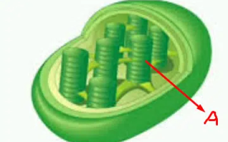 কোষ ও কোষের গঠন MCQ | Cell and Cell Structure MCQ 2025-2026