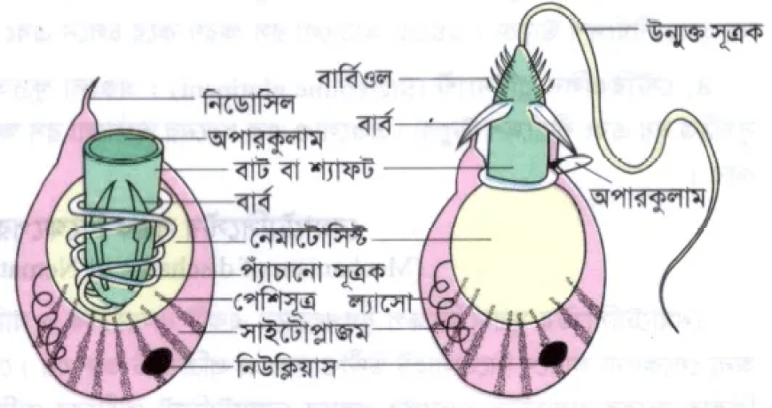 আদর্শ নিডোসাইটের গঠন (Structure of a Typical Cnidocyte) / সূত্রক নিক্ষেপের কৌশল (Mechanism of Discharge of Nematocyst-thread)