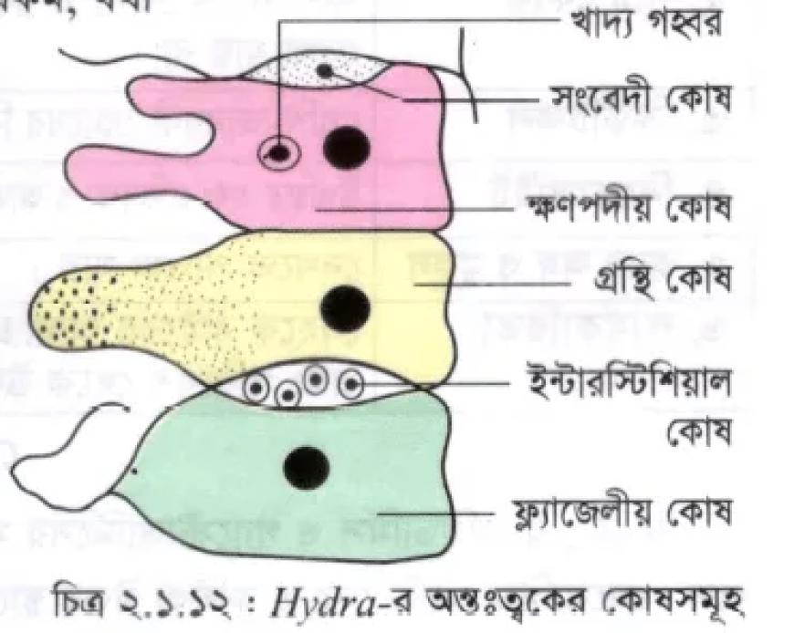 হাইড্রার গ্যাস্ট্রোডার্মিস / হাইড্রার অন্তঃত্বক