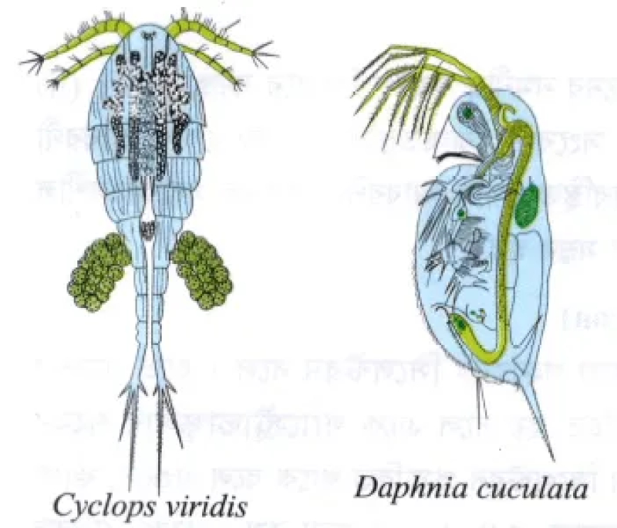 Hydra-র খাদ্য গ্রহণ / হাইড্রার পরিপাক প্রক্রিয়া