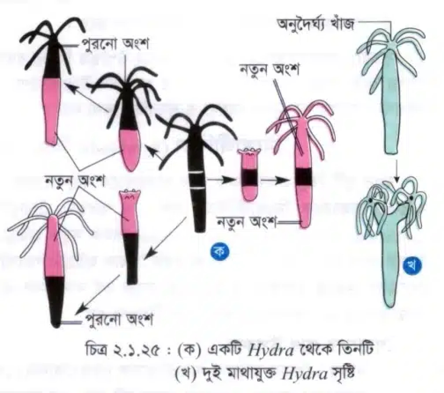 Hydra-র জনন (Reproduction of Hydra)