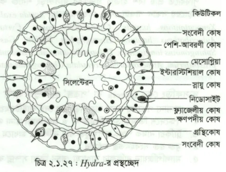 হাইড্রা ব্যবহারিক / Hydra Practical