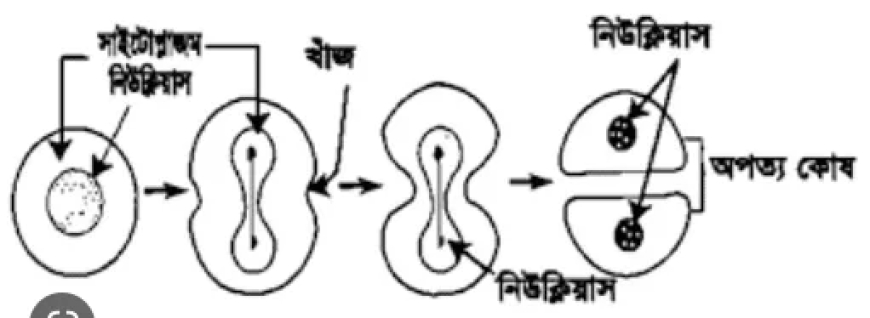 অ্যামাইটোসিস বা প্রত্যক্ষ কোষ বিভাজন / Amitosis or Direct Cell Division / কোষ বিভাজন