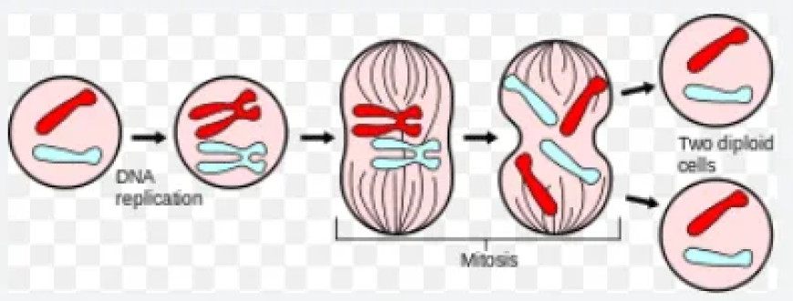 মাইটোসিস বা সমীকরণিক কোষ বিভাজন / Mitosis or Equational Cell Division