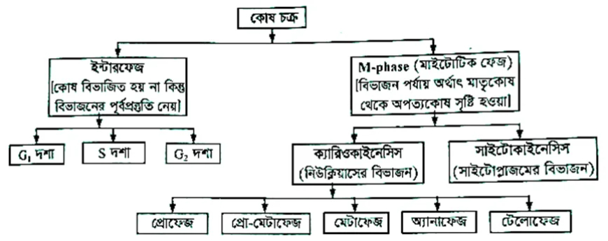 কোষ চক্র ও ইন্টারফেজ (Cell Cycle & Interphase)