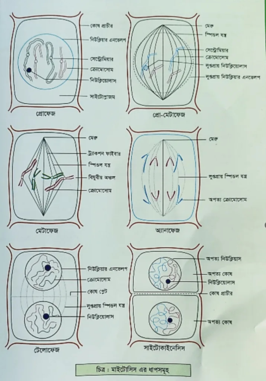 মাইটোসিস-এর ধাপসমূহ / Mitosis