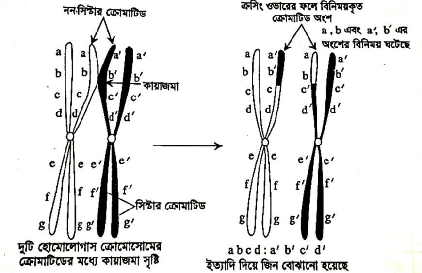 ক্রসিং ওভার (Crossing over)