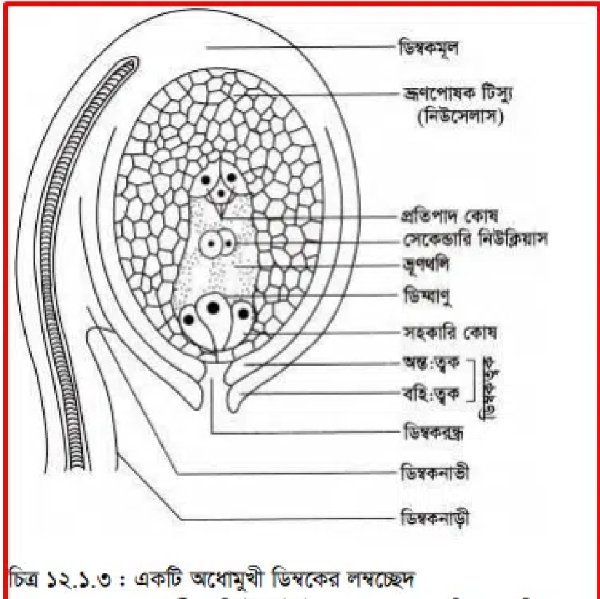 Plant Breeding (উদ্ভিদ প্রজনন)