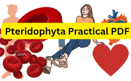 Pteridophyta Practical PDF / Honours 2nd Year