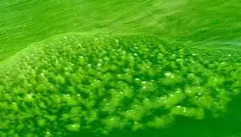 সায়ানোব্যাকটেরিয়া সাজেশন(নীলাভ সবুজ শৈবাল)Blue Green Algae