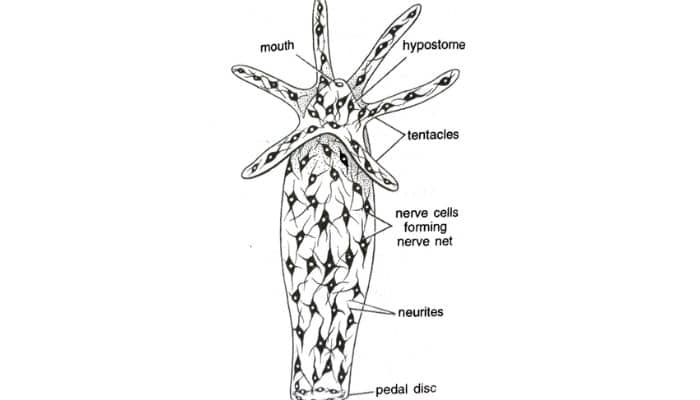 Hydra-র শ্বসন (Respiration ) / Hydra-র স্নায়ুতন্ত্র (Nervous System of Hydra)