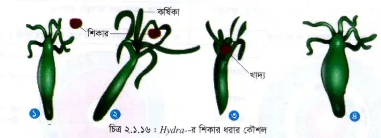 Hydra-র খাদ্য গ্রহণ / হাইড্রার পরিপাক প্রক্রিয়া 