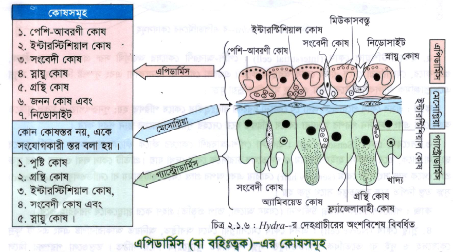 Hydra -র অন্তর্গঠন (Internal Structure of Hydra)