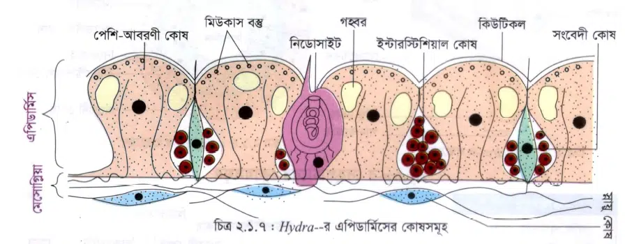 Hydra -র অন্তর্গঠন (Internal Structure of Hydra)