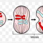 মাইটোসিস বা সমীকরণিক কোষ বিভাজন / Mitosis or Equational Cell Division