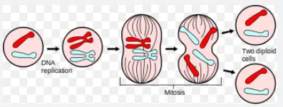 মাইটোসিস বা সমীকরণিক কোষ বিভাজন / Mitosis or Equational Cell Division