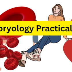 Embryology Practical PDF / Honours 2nd Year