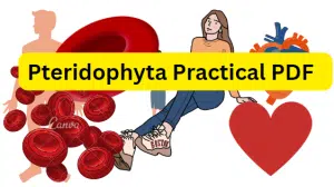 Pteridophyta Practical PDF / Honours 2nd Year