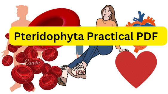 Pteridophyta Practical PDF / Honours 2nd Year