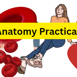 Plant Anatomy  Practical PDF / Honours 2nd Year