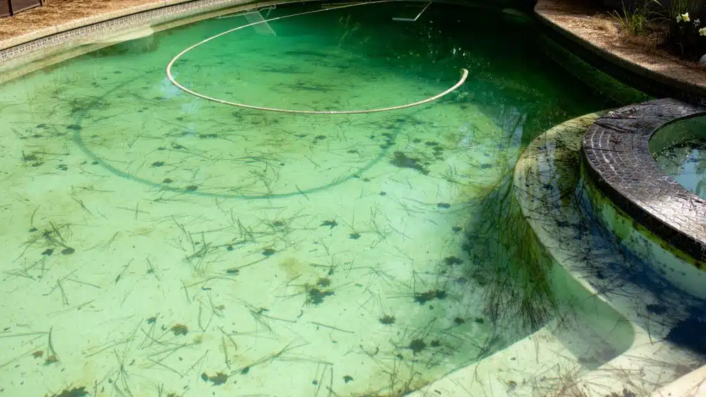 Mustard Algae in Pool: The Ultimate Guide to Eliminating and Preventing