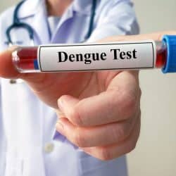 Dengue Fever Paragraph For HSC
